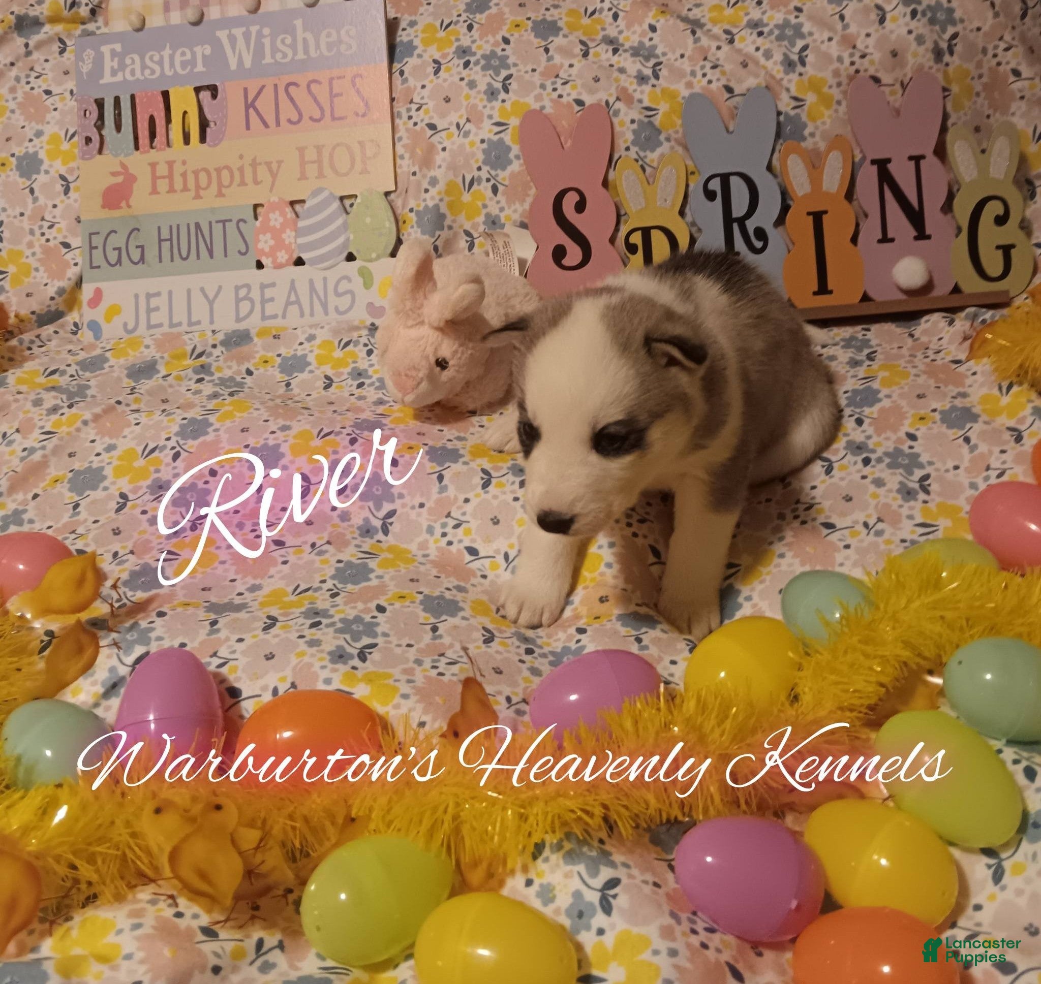 Siberian Husky dogs Siberian Husky Puppy 6 - Ad 38