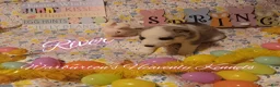 Siberian Husky dogs for sale: Siberian Husky Puppy 6 - Ad 2