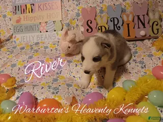 Siberian Husky dogs Siberian Husky Puppy 6 - Ad 38