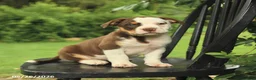 Mixed Breed dogs for sale: Madison - Ad 3