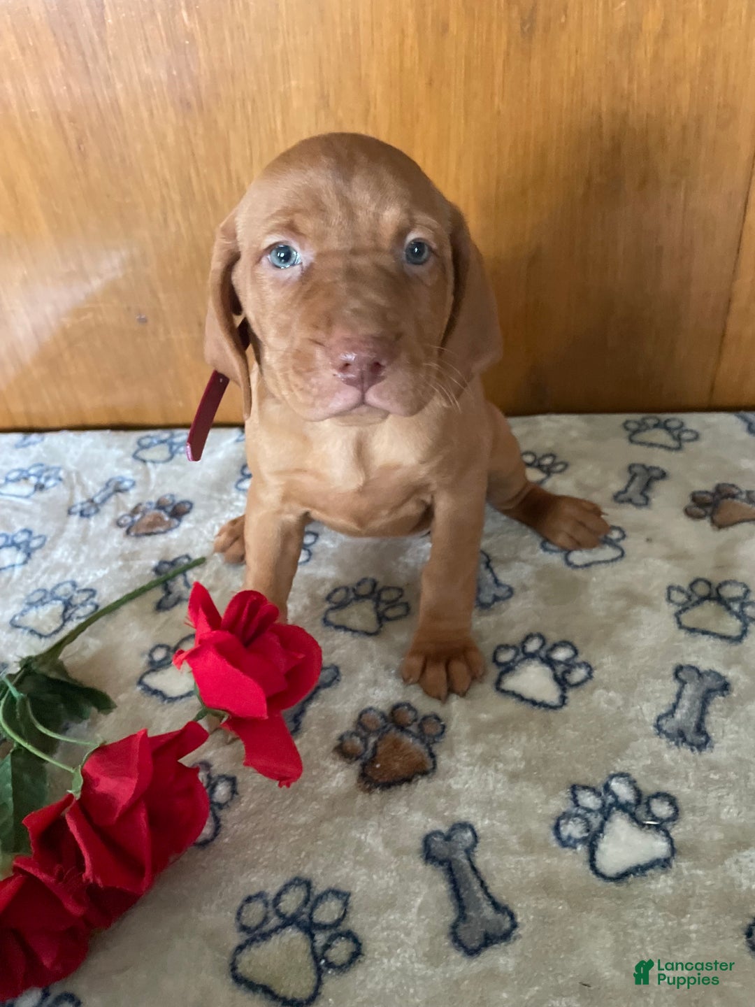 Vizsla dogs for sale: Zelda - Ad 2