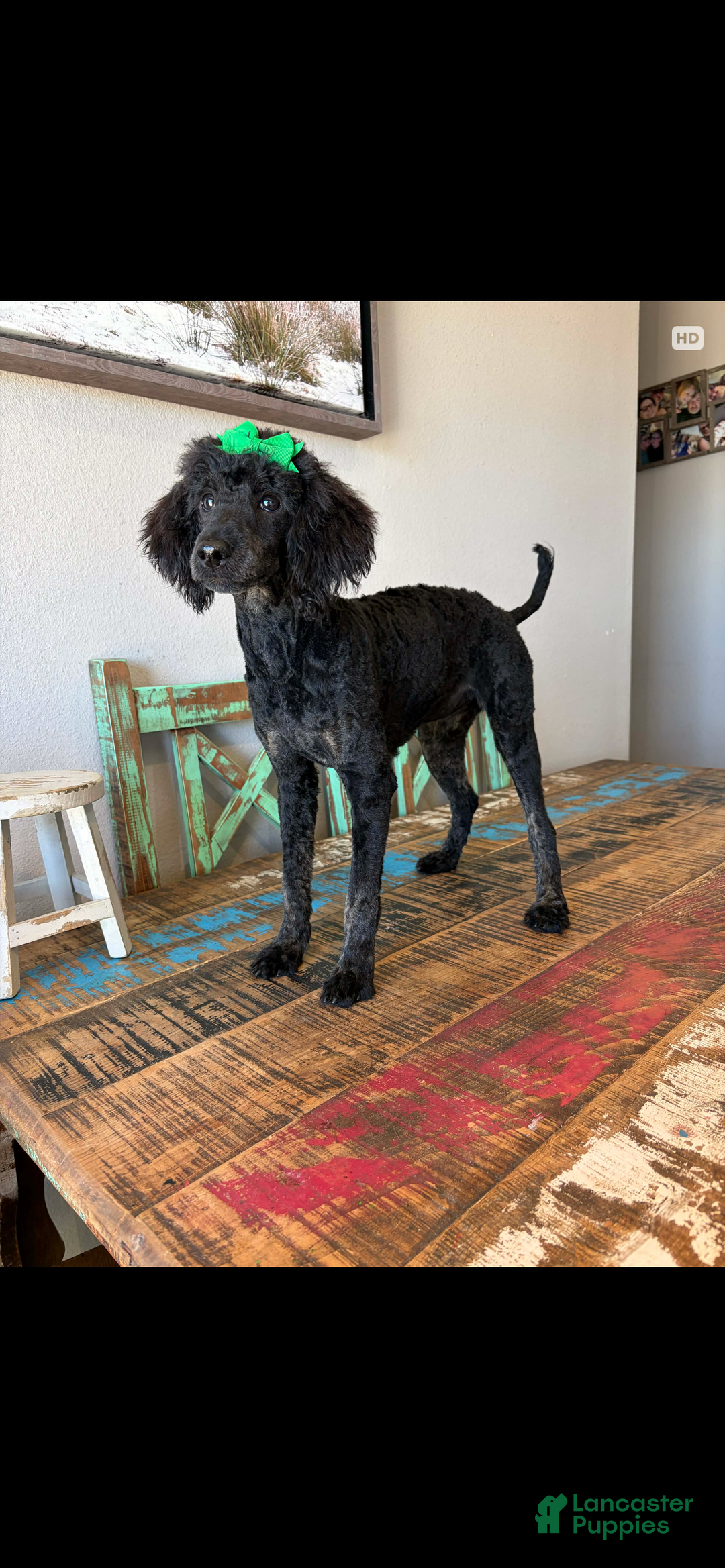 Miniature Poodle dogs for sale: Akc Clear Black Phantom Ellie - Ad 17