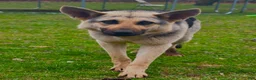 German Shepherd dogs for sale: German Shepherd 1 - Ad 2