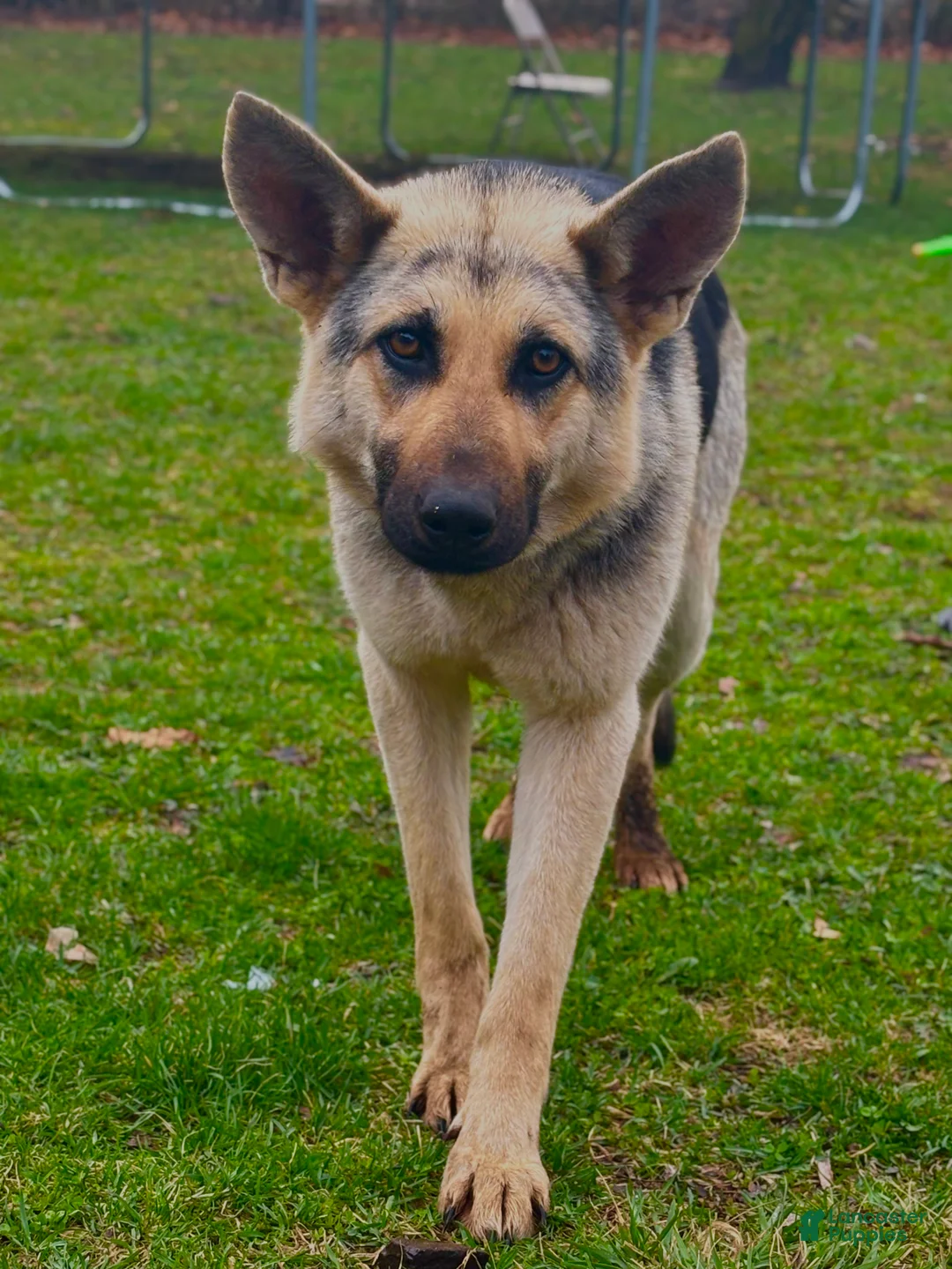 German Shepherd dogs for sale: German Shepherd 1 - Ad 2