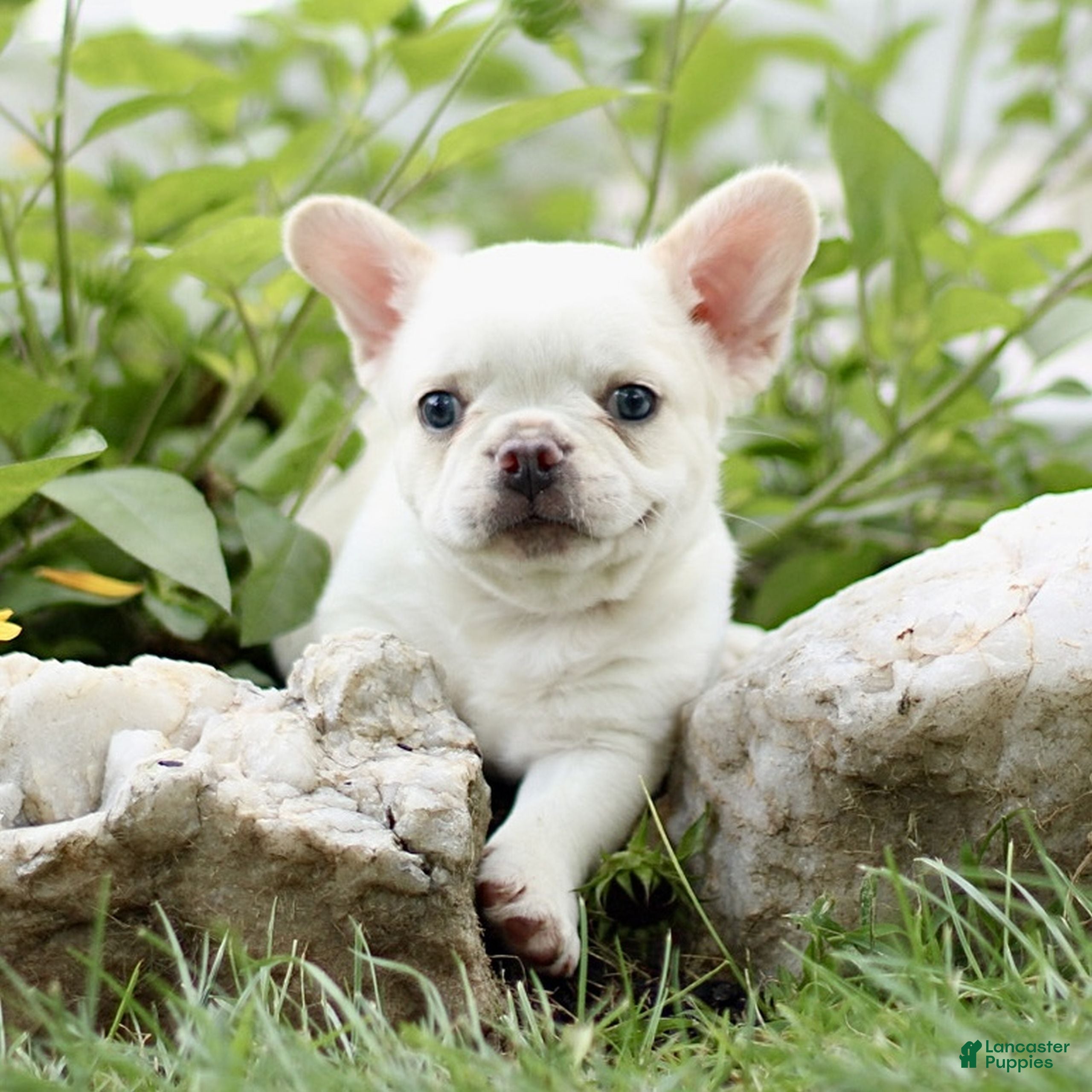 French Bulldog dogs for sale: Belle  - Ad 2