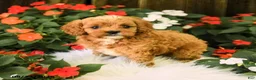 Cavapoo dogs for sale: Buddy - Ad 4
