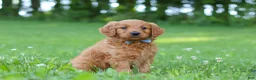 Goldendoodle dogs for sale: Champ - Ad 4