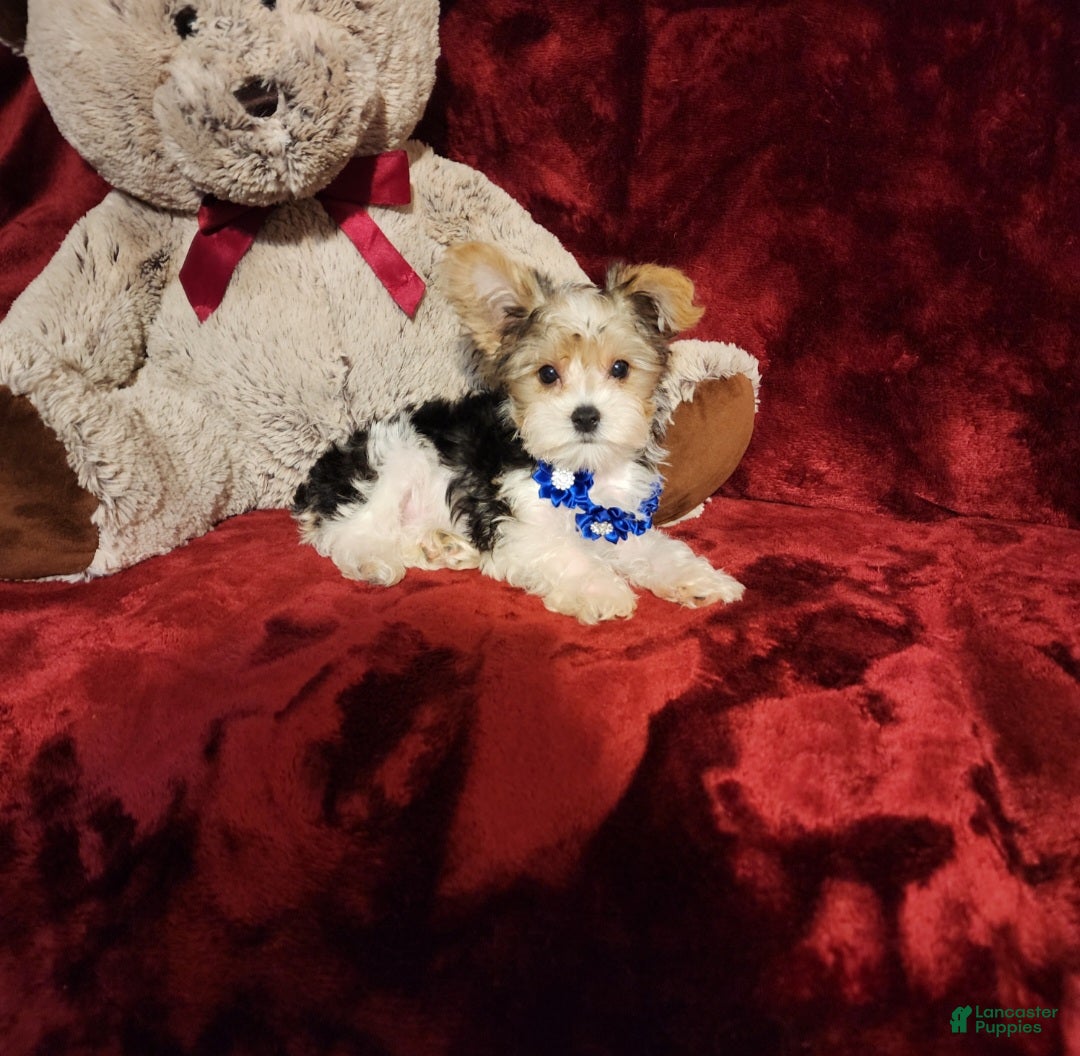 Yorkshire Terrier dogs JESTER - Ad 16