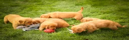 Golden Retriever dogs for sale: Rocco✨ - Ad 18