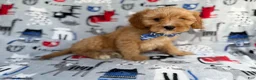 Cavapoo dogs for sale: Conner - Ad 7