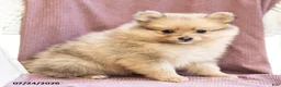Pomeranian dogs for sale: Archie - Ad 3