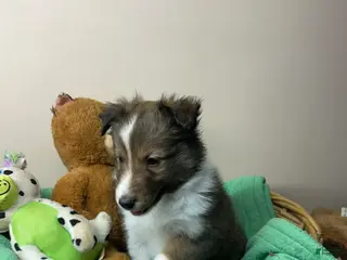 Shetland Sheepdog dogs Shetland Sheepdog Puppy 2 - Ad 38