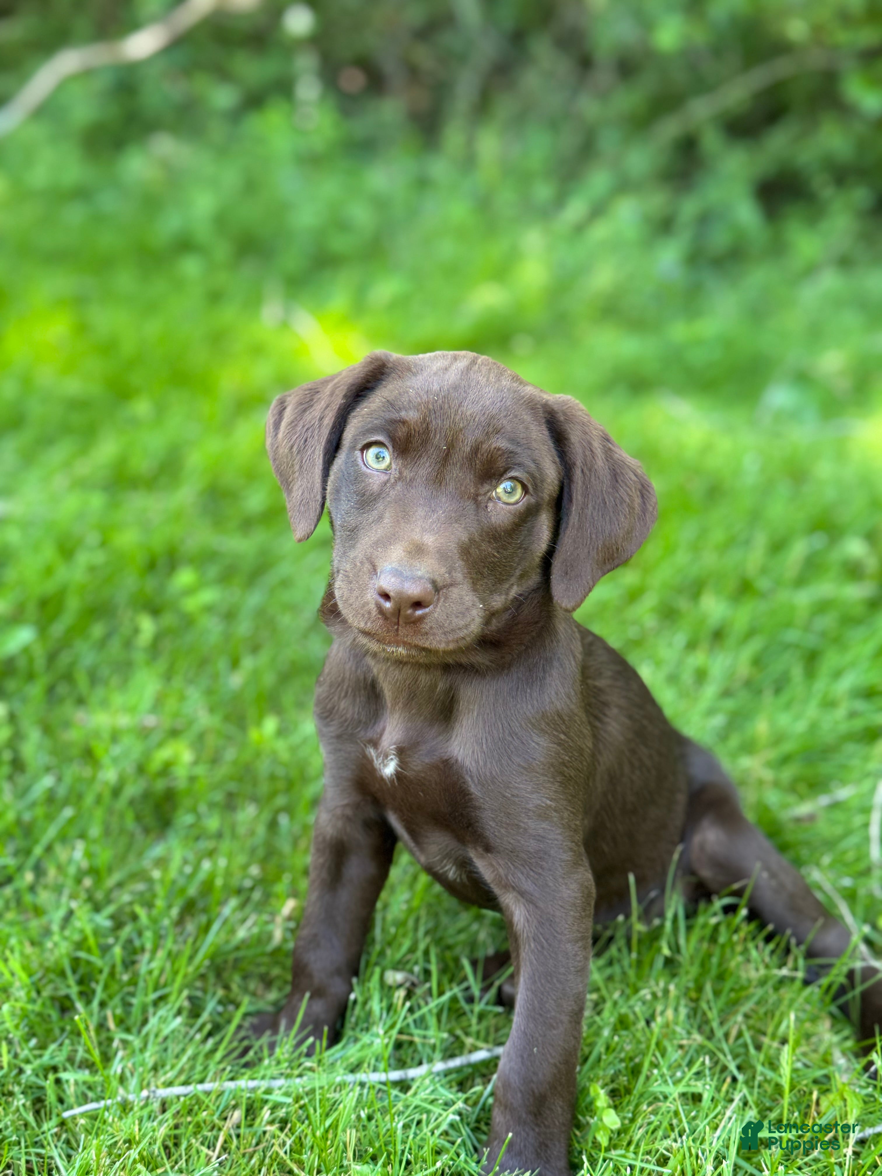 Labrador Retriever dogs Zoe - Ad 33