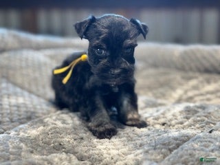 Miniature Schnauzer dogs Bunny - Ad 2