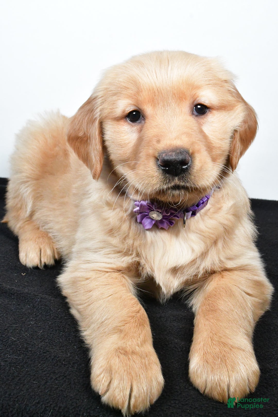 Golden Retriever dogs for sale: Jana - Ad 4