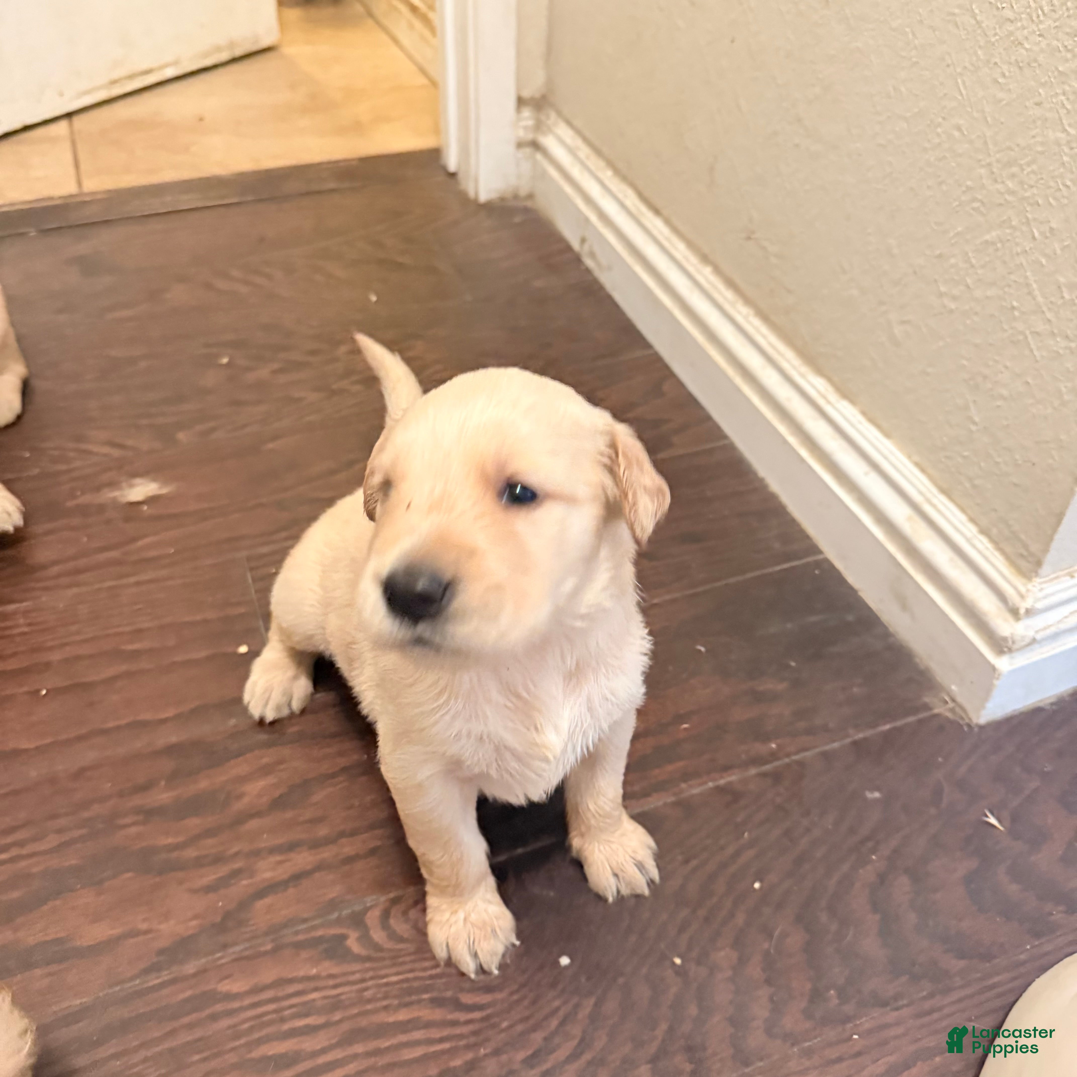 Golden Retriever dogs Golden Retriever 4 - Ad 37