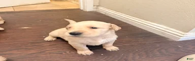 Golden Retriever 4