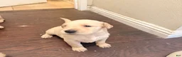 Golden Retriever dogs for sale: Golden Retriever 4 - Ad 1