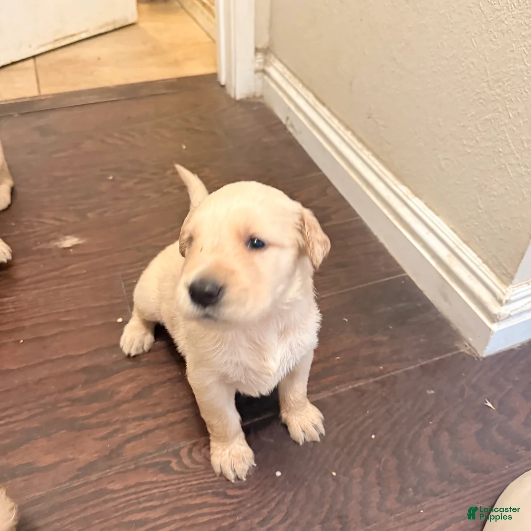 Golden Retriever dogs for sale: Golden Retriever 4 - Ad 1