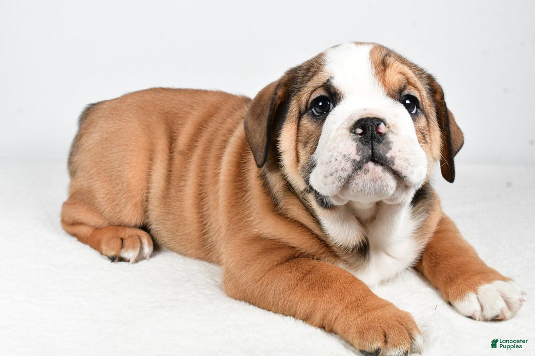 Beabull dogs for sale: Millie - Ad 1