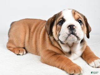 Mixed Breed dogs Millie - Ad 11