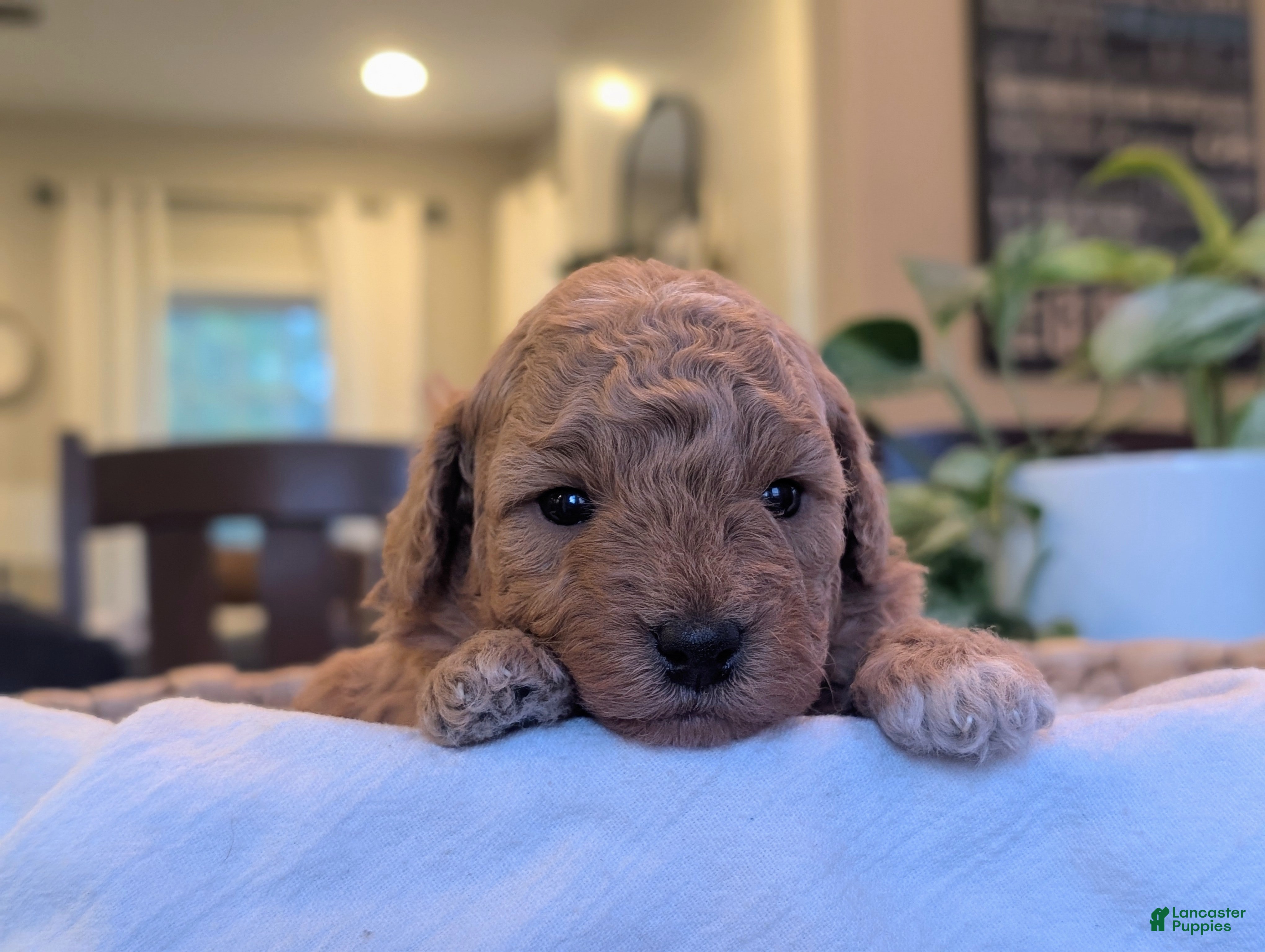 Mini Goldendoodle dogs Tucker - Ad 1