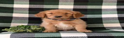 Golden Retriever dogs for sale: Coleman - Ad 2