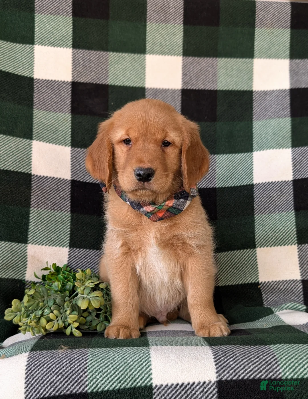 Golden Retriever dogs for sale: Coleman - Ad 2