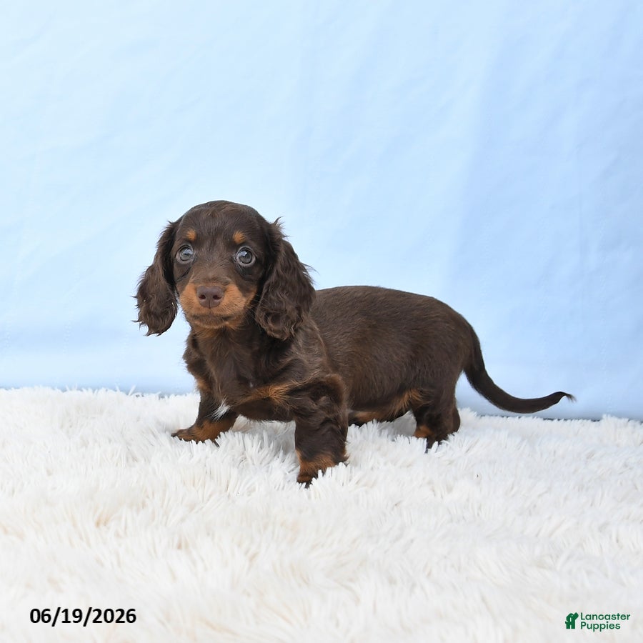 Miniature Dachshund dogs Ida - Ad 2