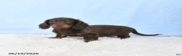 Miniature Dachshund dogs for sale: Ida - Ad 2