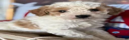 Cavapoochon dogs for sale: Cavapoochon 1 - Ad 4