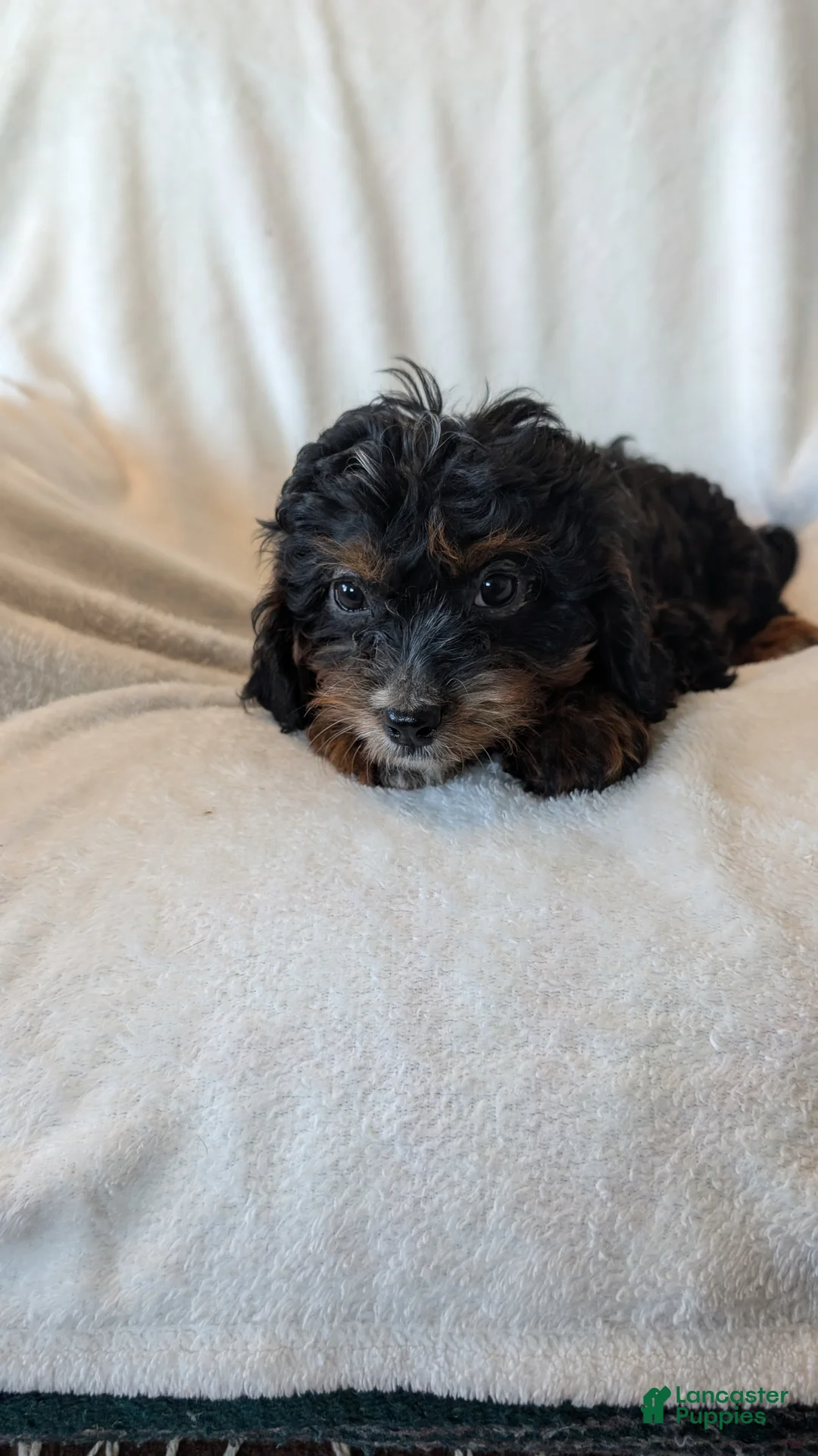 Cavapoo dogs for sale: Cavapoo Puppy 1 - Ad 2