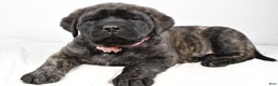 English Mastiff dogs for sale: Sheila - Ad 1