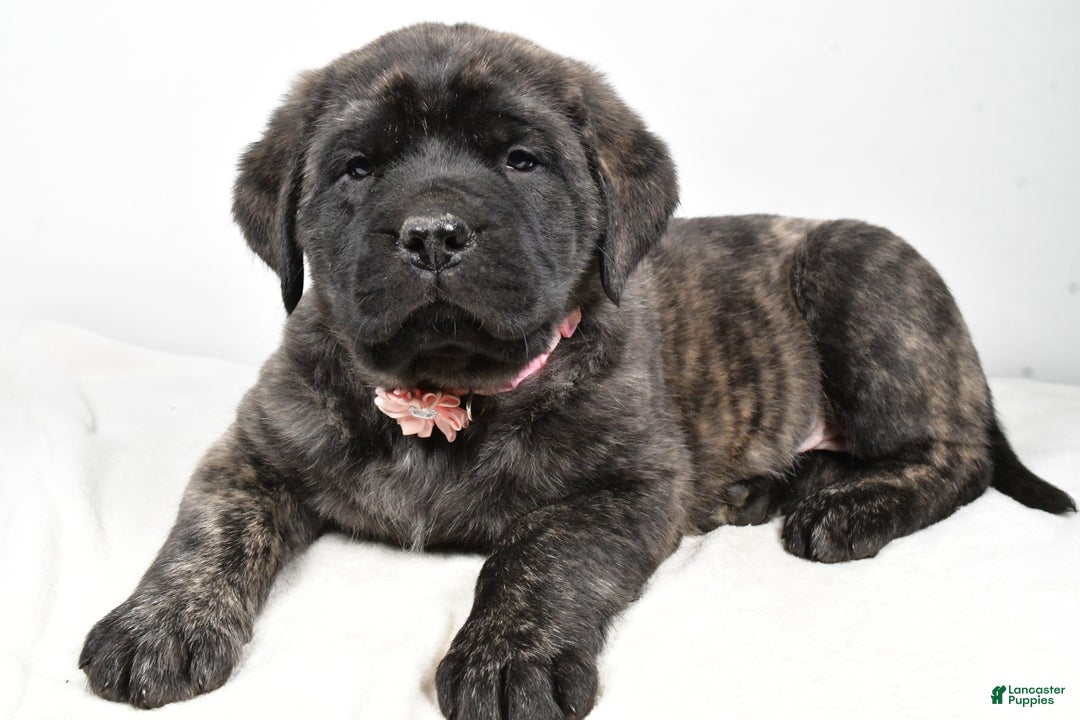 English Mastiff dogs for sale: Sheila - Ad 1