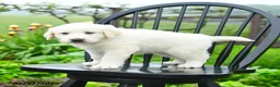Great Pyrenees dogs for sale: Pauline - Ad 2