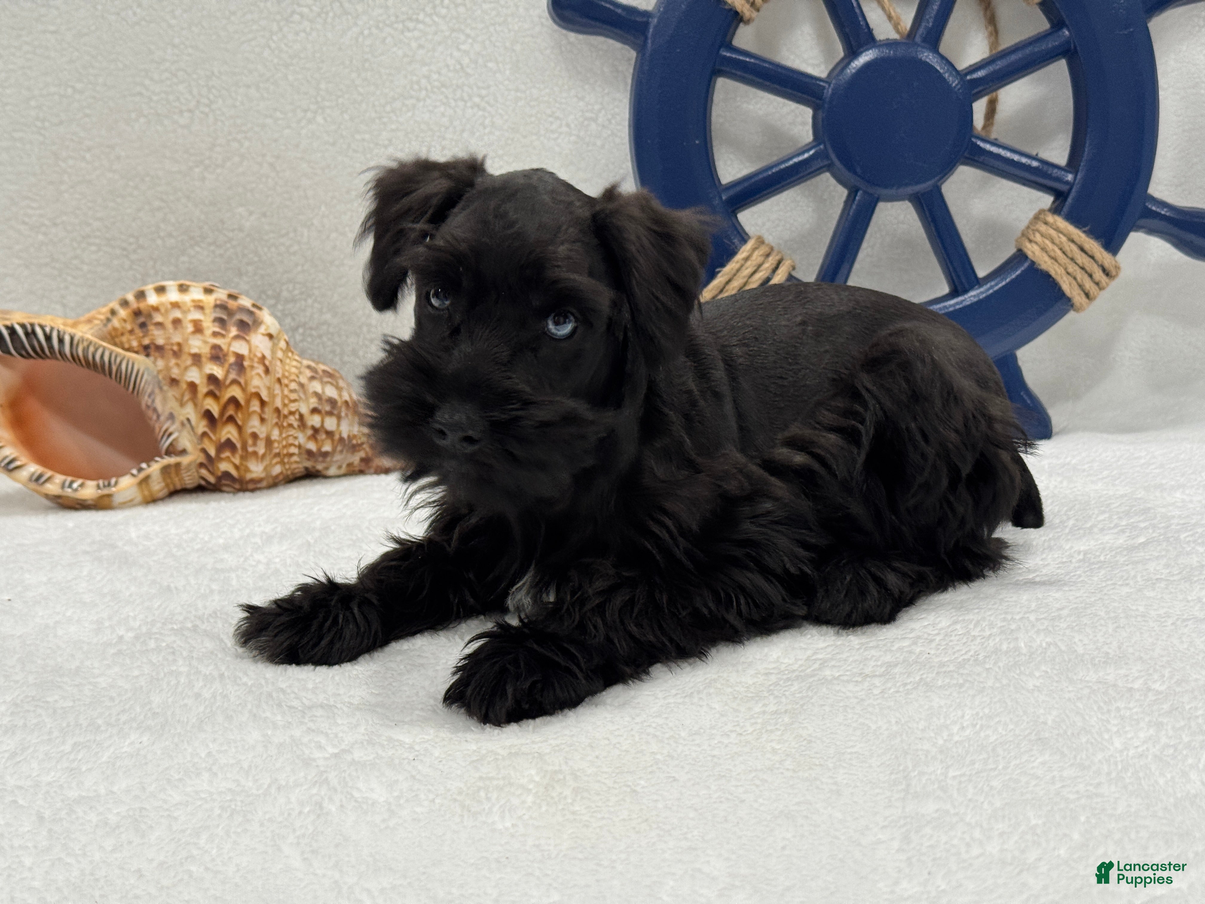 Miniature Schnauzer dogs Bleu Male 2 one brown eye one blue eye - Ad 15