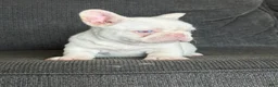 French Bulldog dogs for sale: Pink Bella - Ad 5
