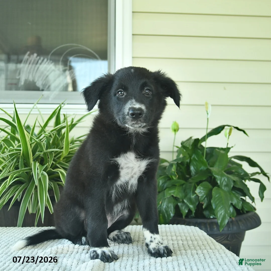 Mixed Breed dogs for sale: Ramona  - Ad 5
