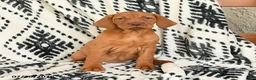 Vizsla dogs for sale: Candycorn - Ad 2