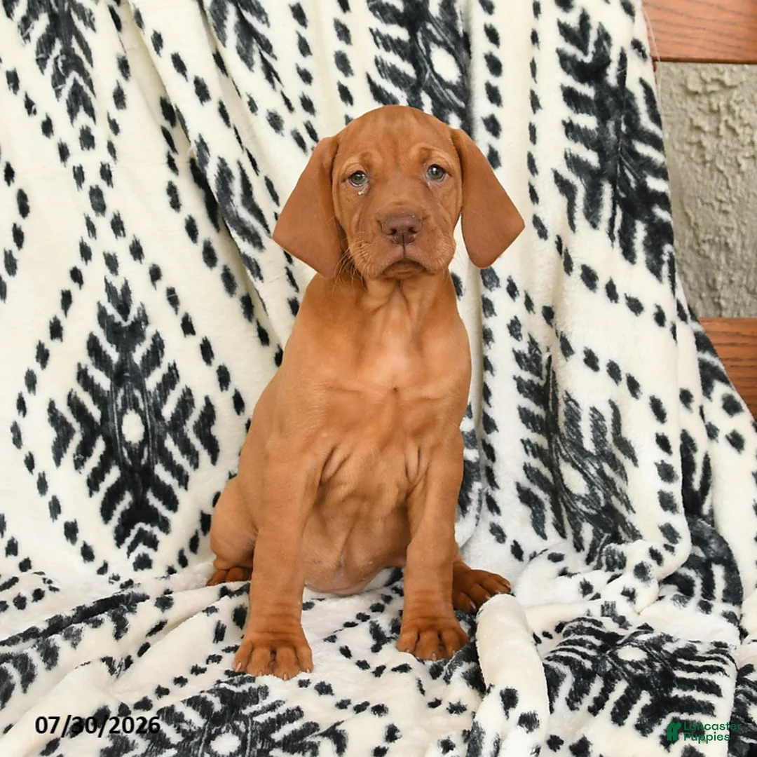 Vizsla dogs for sale: Candycorn - Ad 2