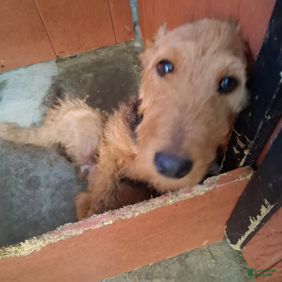 Welsh Terrier dogs for sale: Megan - Ad 1