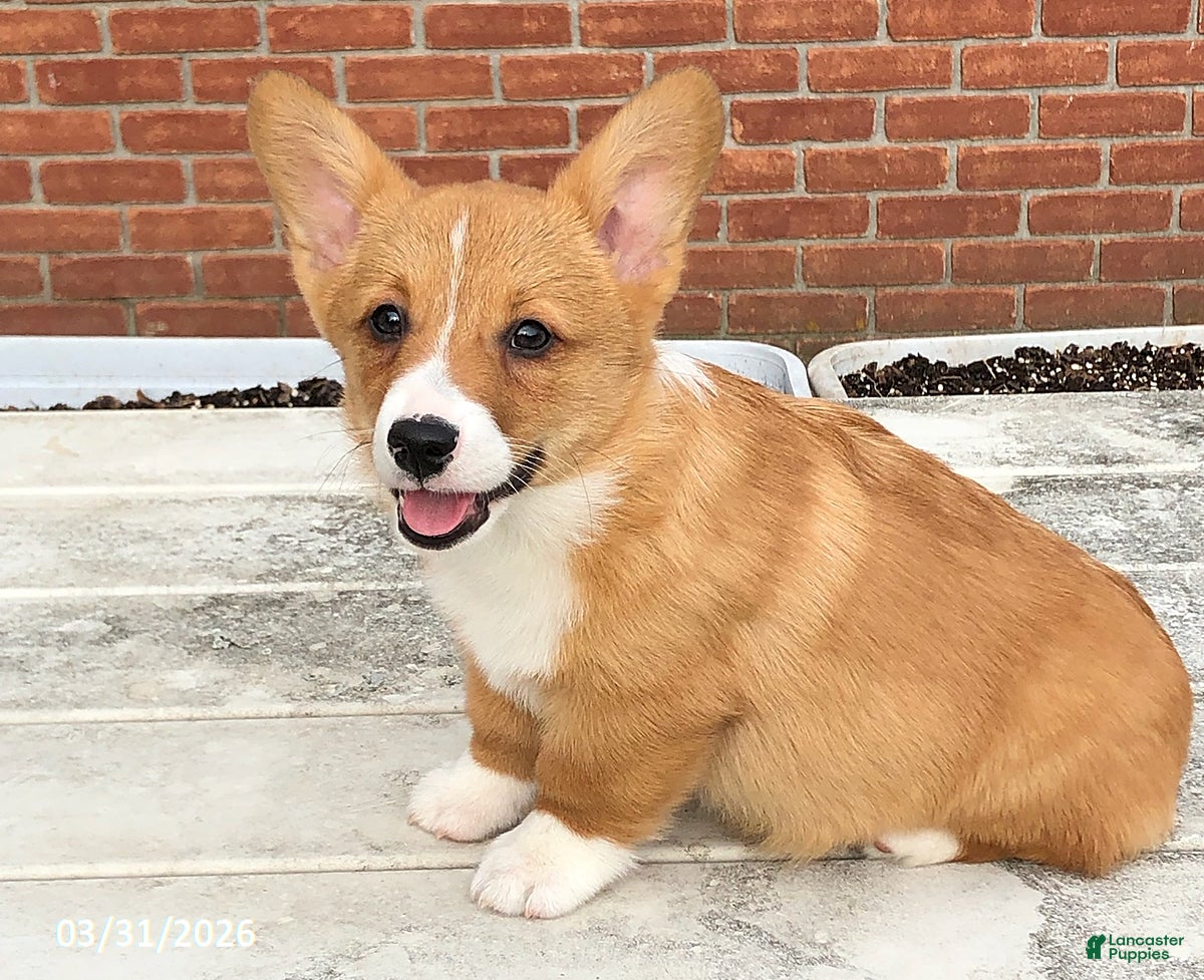 Welsh Corgi Pembroke dogs Rusty - Ad 2