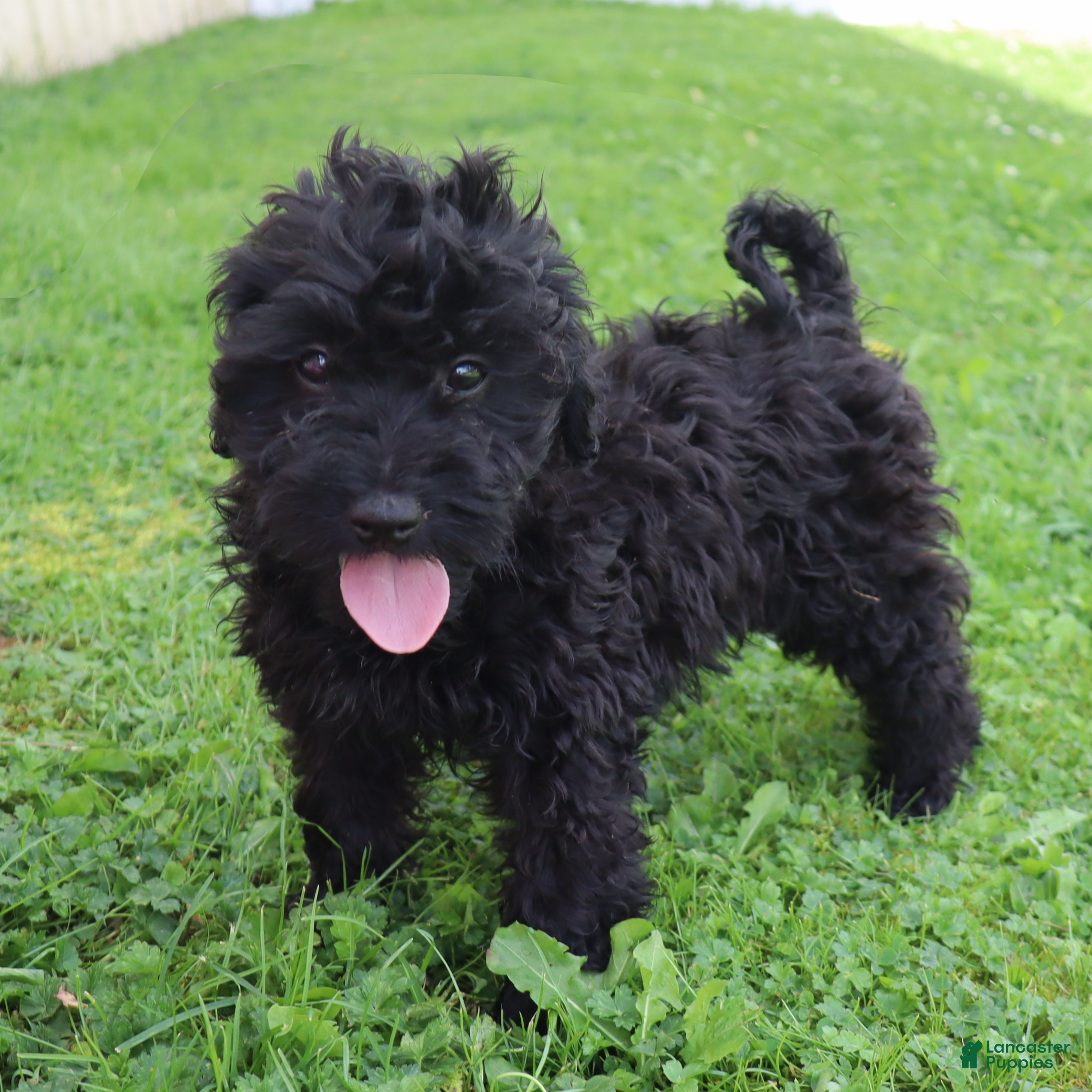 Mini Goldendoodle dogs Flossie - Ad 2
