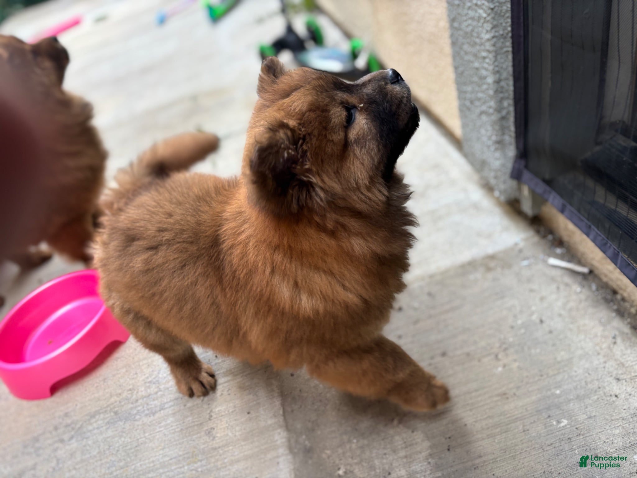 Chow Chow dogs Chow Chow Puppy 2 - Ad 6