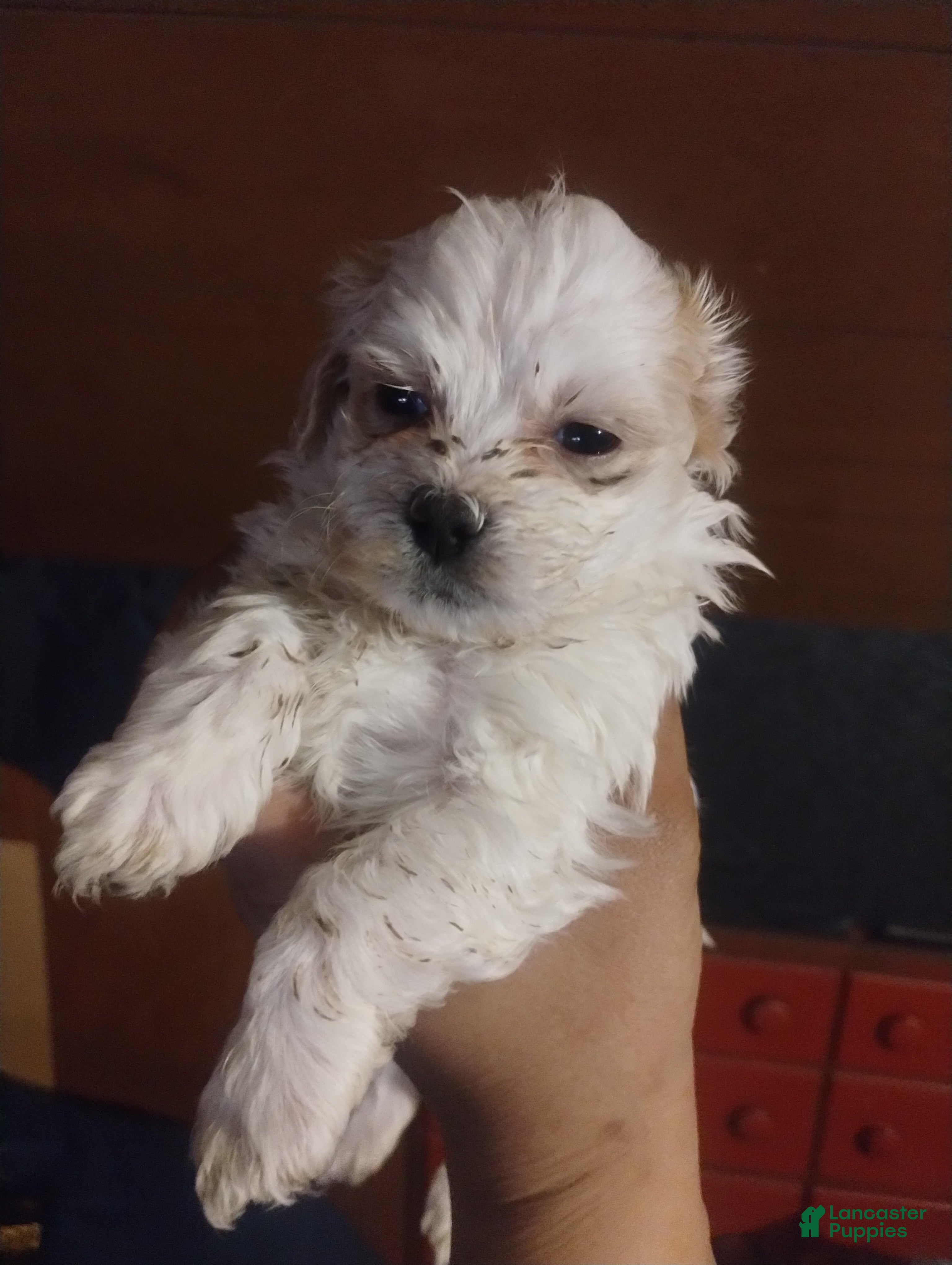 Teddy Bear dogs Teddy Bear Puppy 1 - Ad 41