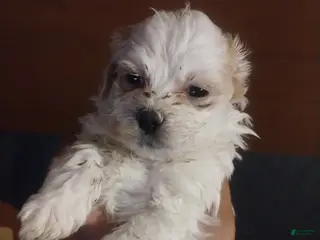 Teddy Bear dogs Teddy Bear Puppy 1 - Ad 41