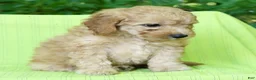 Mini Goldendoodle dogs for sale: Corey - Ad 9