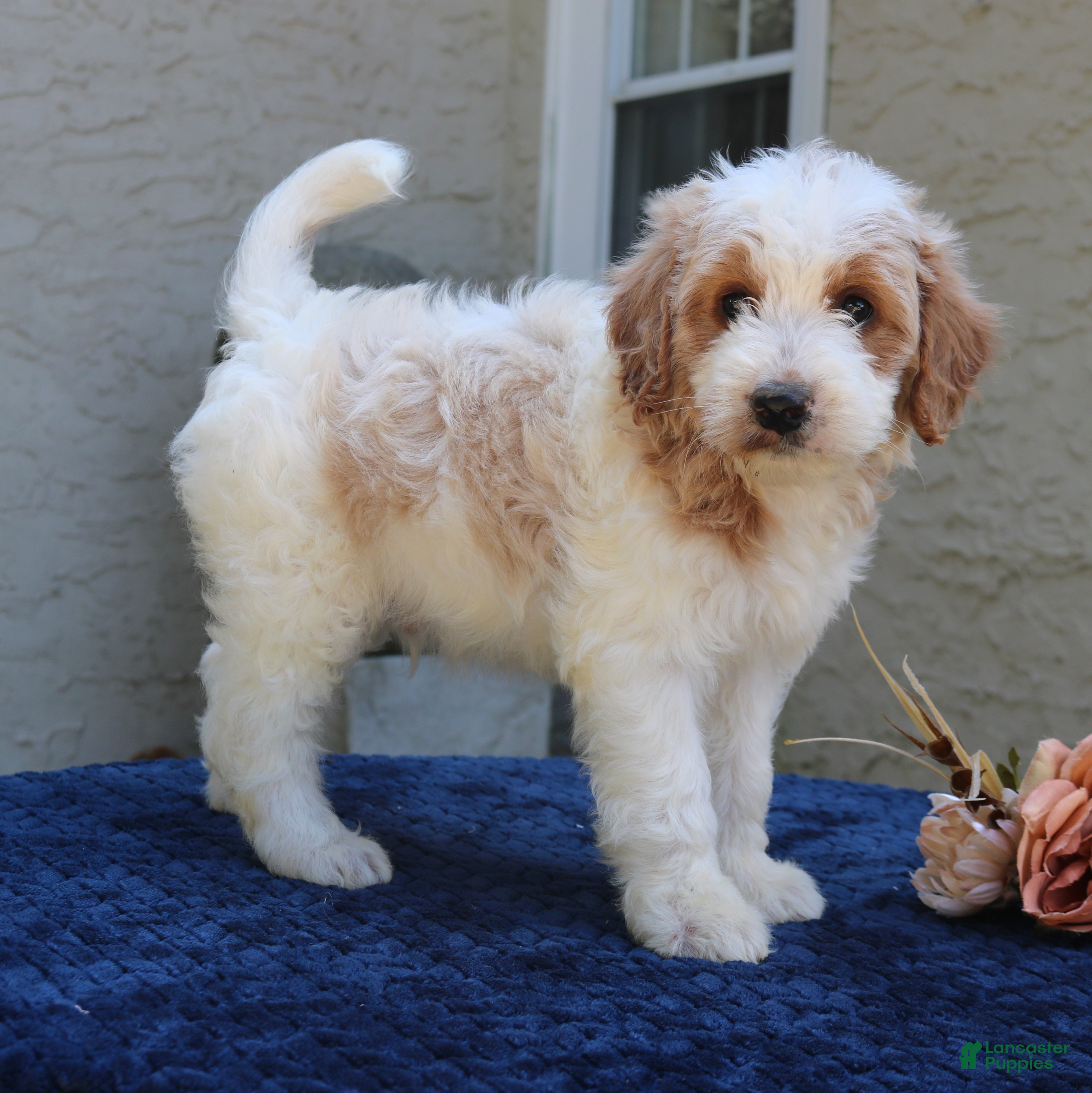 Goldendoodle dogs Dustin  - Ad 1