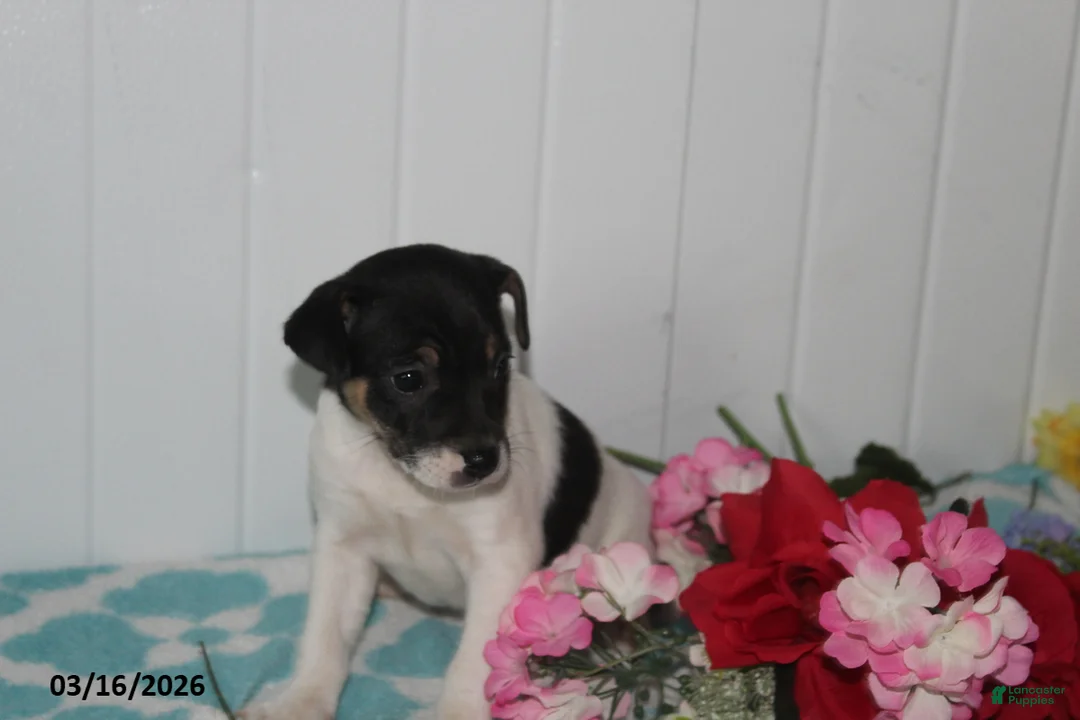Jack Russell Terrier dogs for sale: Maggie - Ad 2