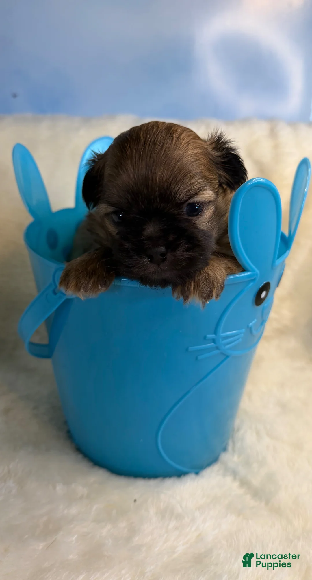 Mixed Breed dogs for sale: Mixed Breed Puppy 1 - Ad 2